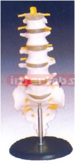 Lumbar Set 4 pcs